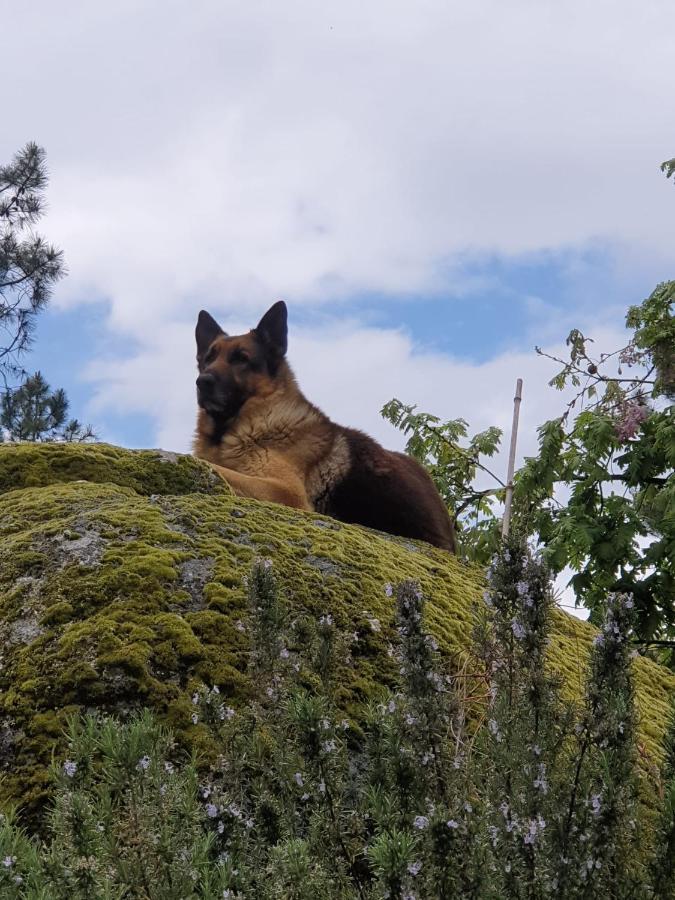 Pinhawood Villa Resende Kültér fotó